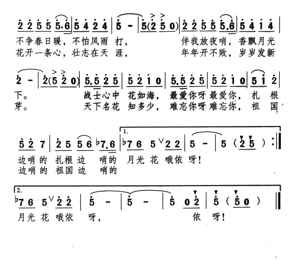 边哨的月光花