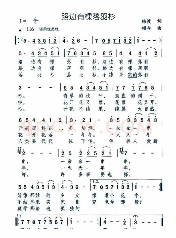 路边有棵落羽杉