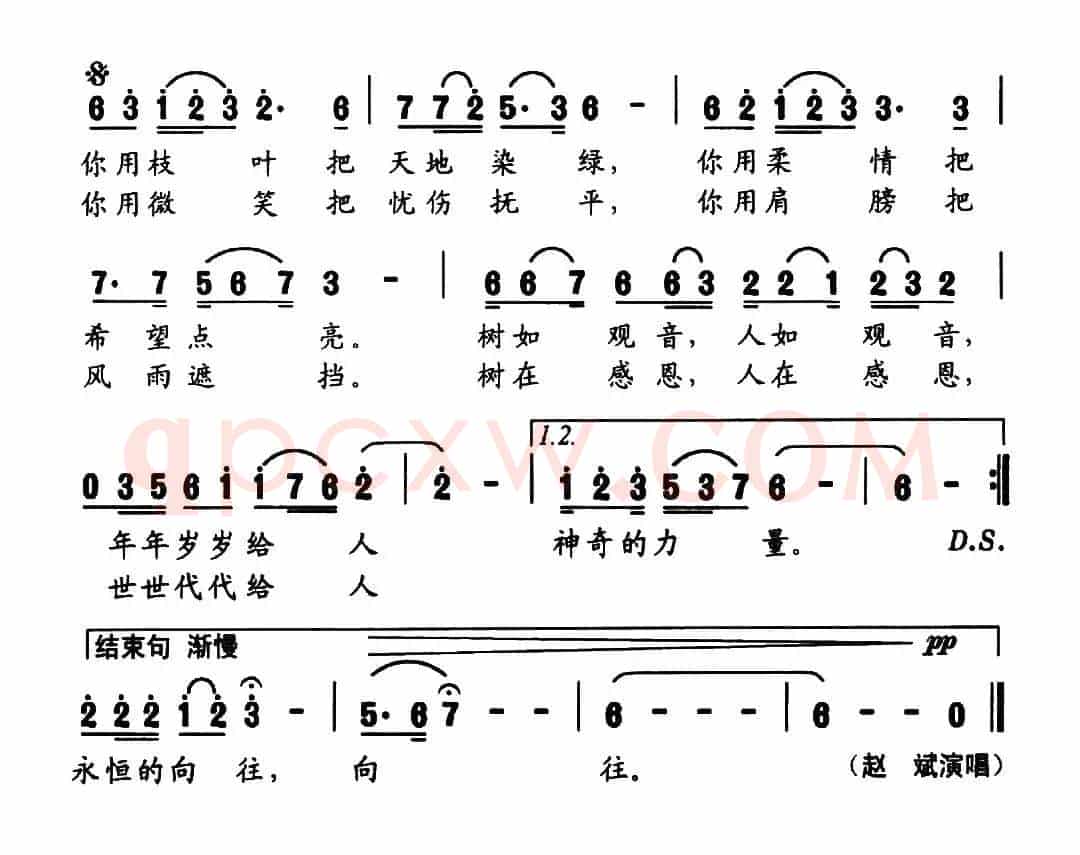 观音柳