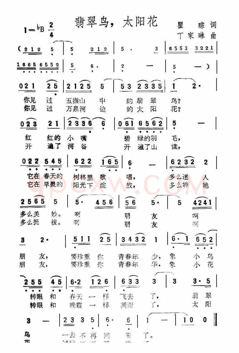 翡翠鸟，太阳花