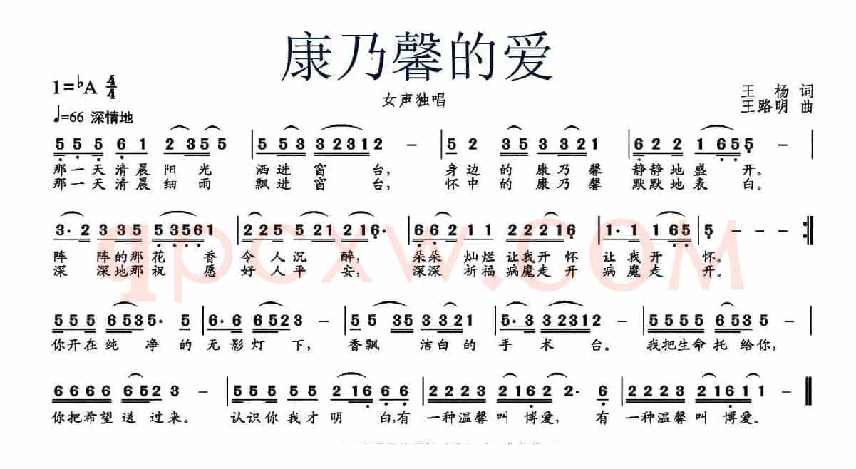 康乃馨的爱