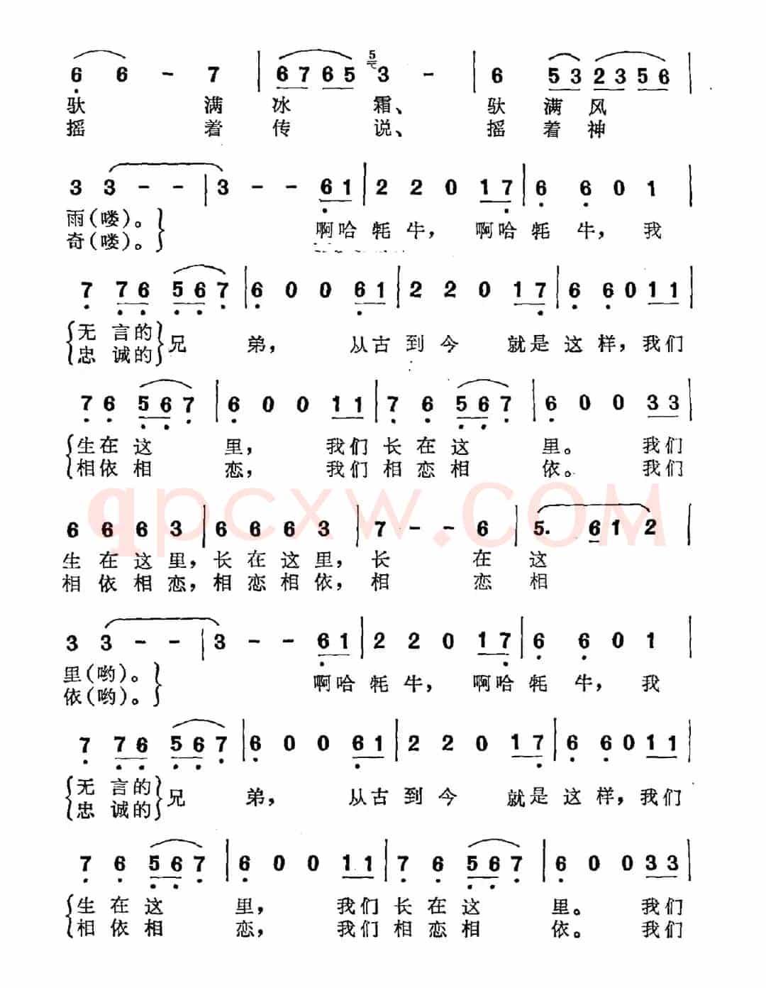 牦牛，我无言的兄弟