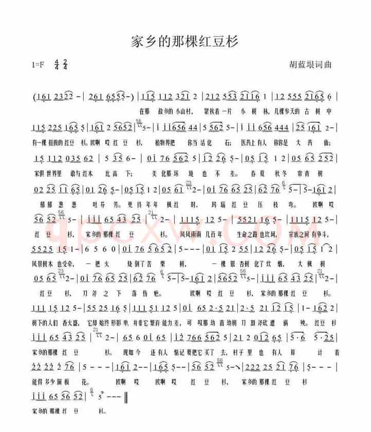 家乡的那棵红豆杉