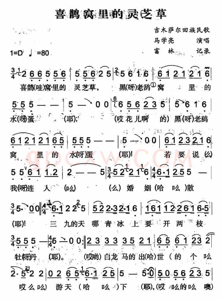 喜鹊窝里的灵芝草（吉木萨尔回族民歌）