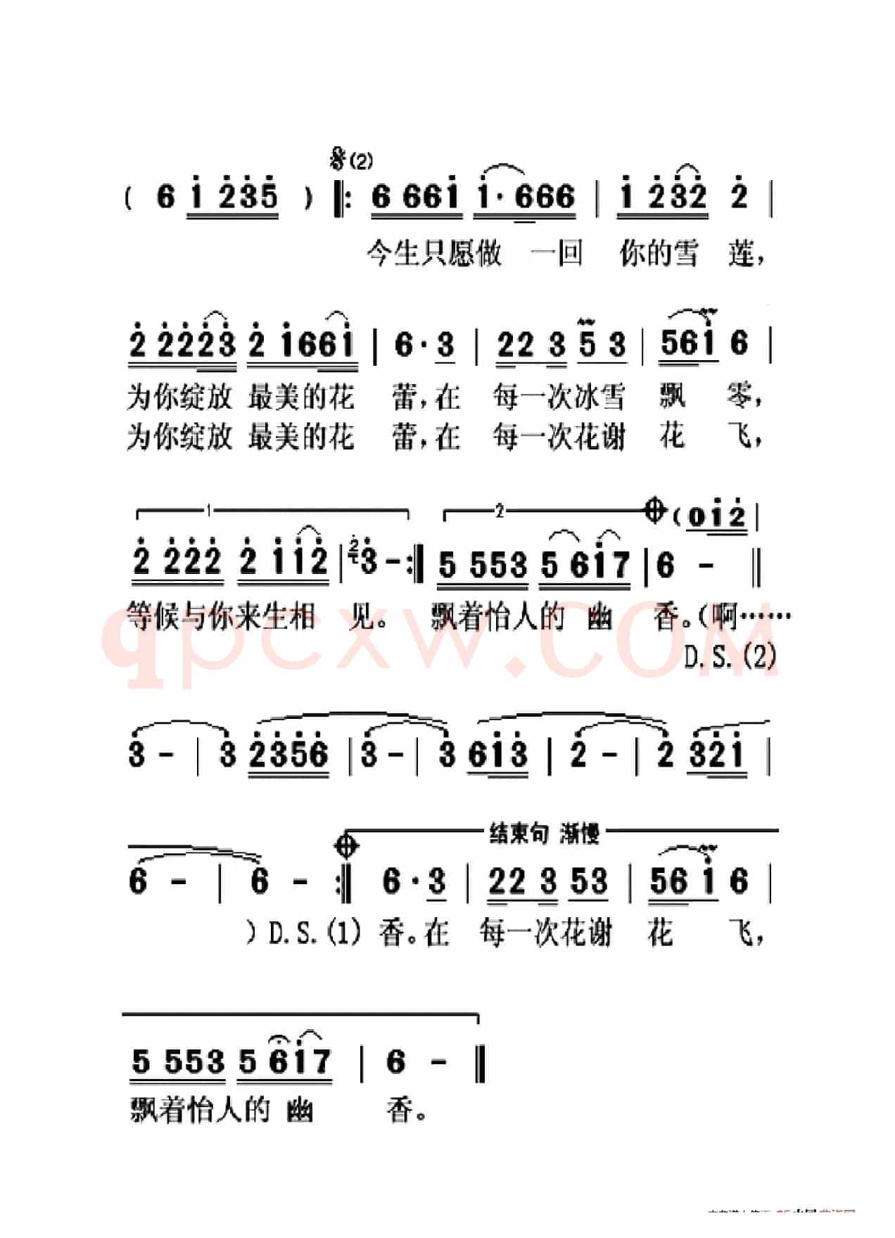 做你的雪莲（大字老人适用）