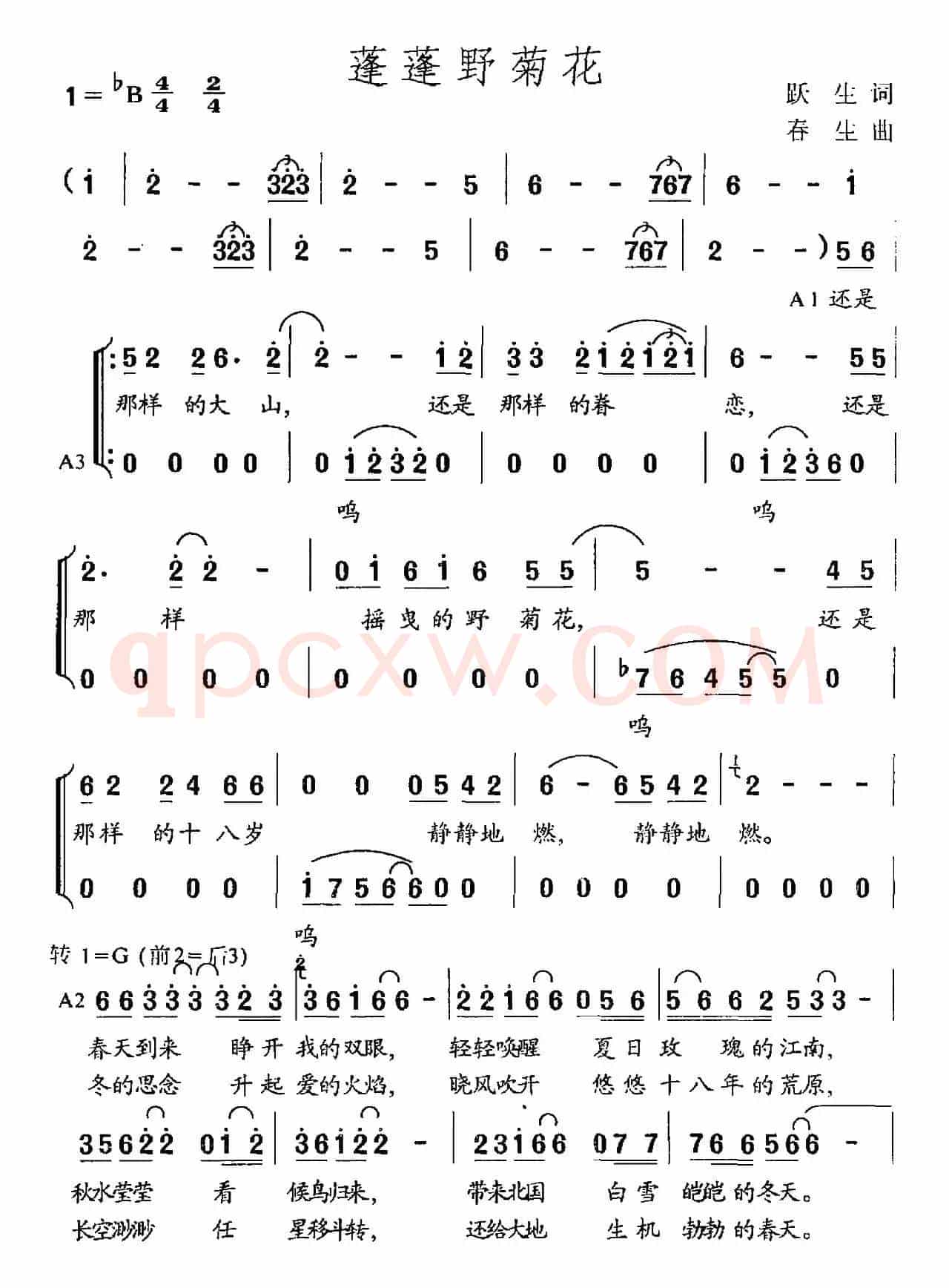 蓬蓬野菊花
