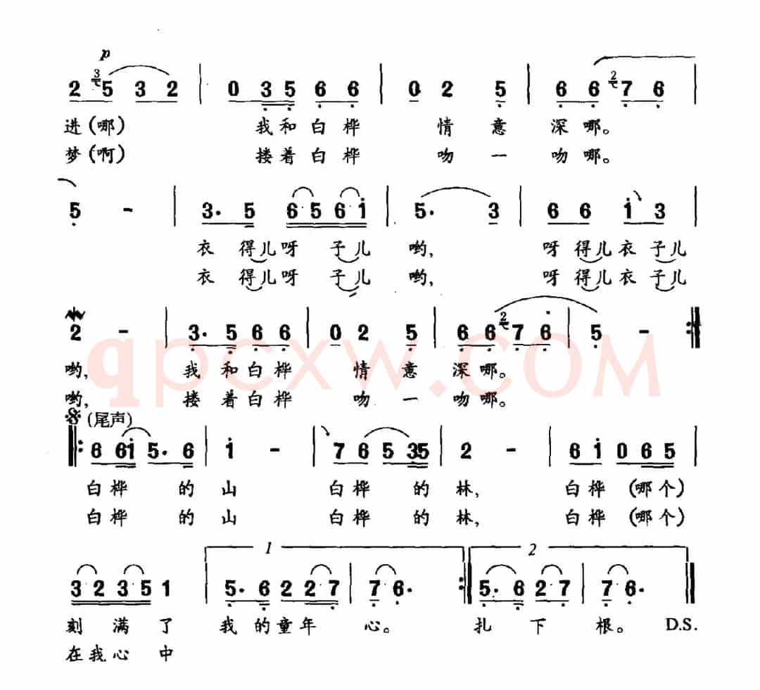 白桦情