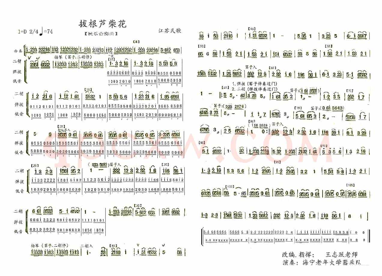 拔根芦柴花