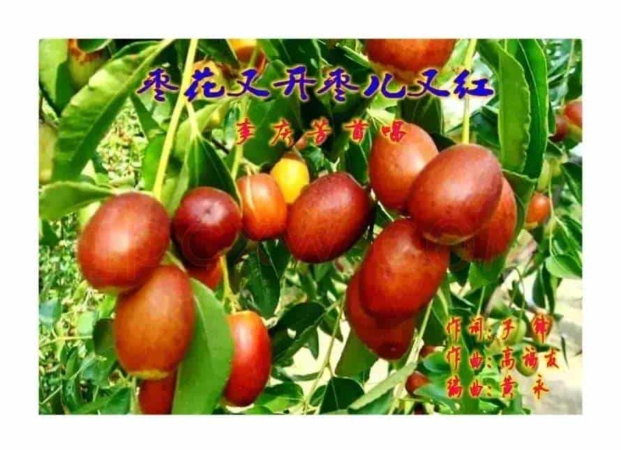 枣花又开枣儿又红