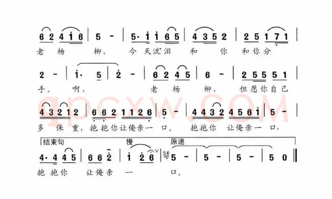 难舍我家的老杨柳
