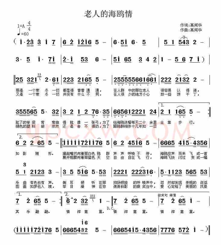 老人的海鸥情
