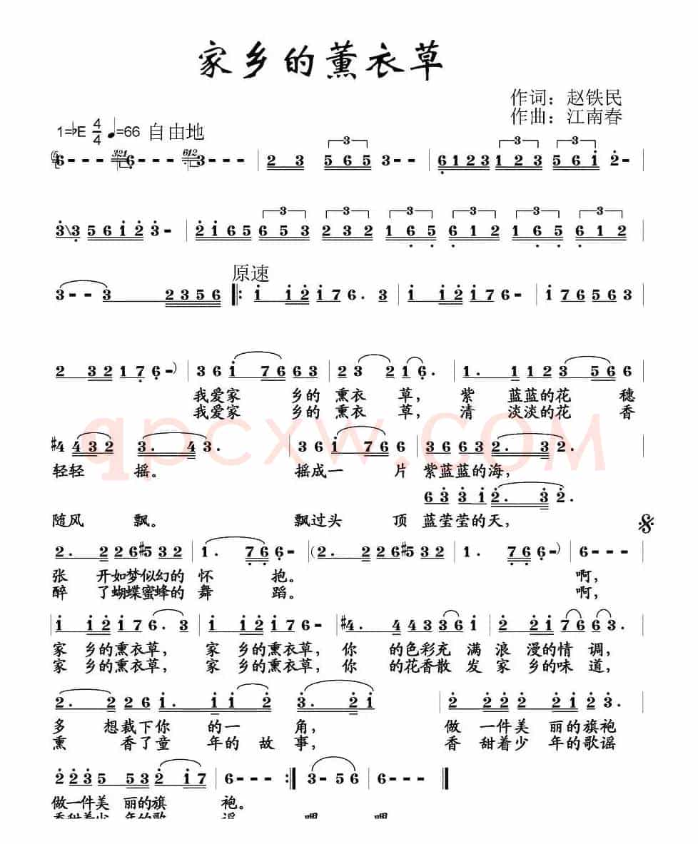 家乡的薰衣草