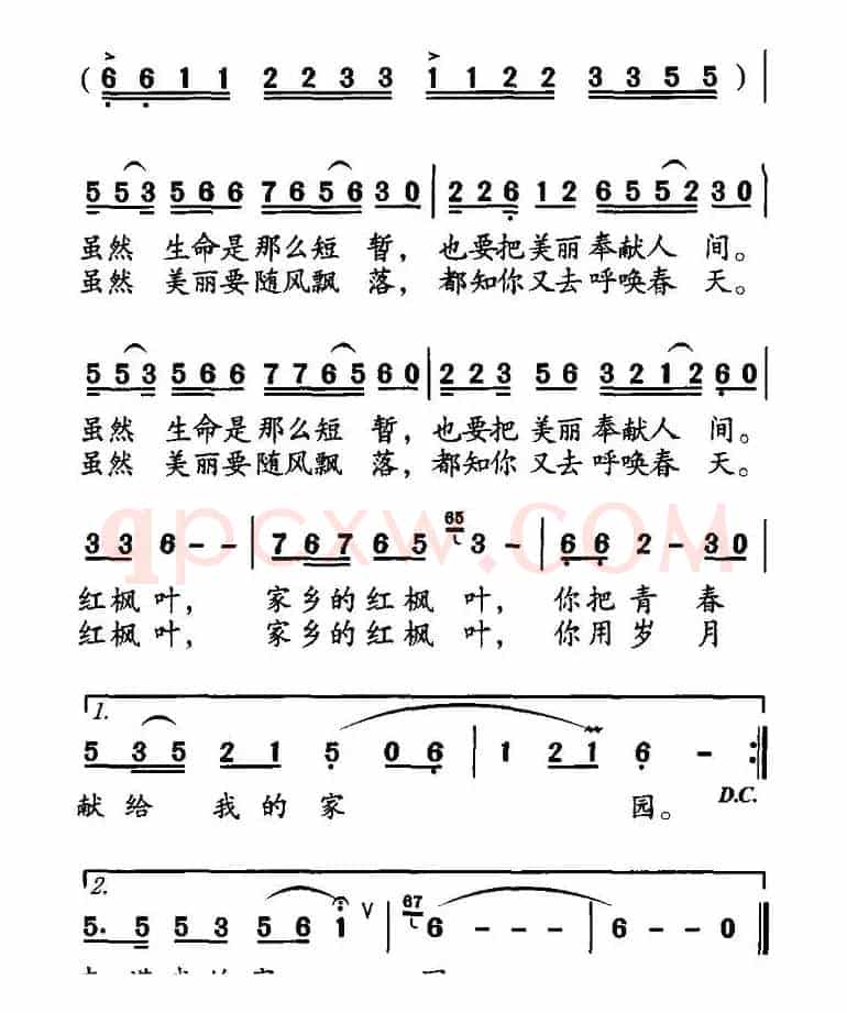 家乡的枫叶