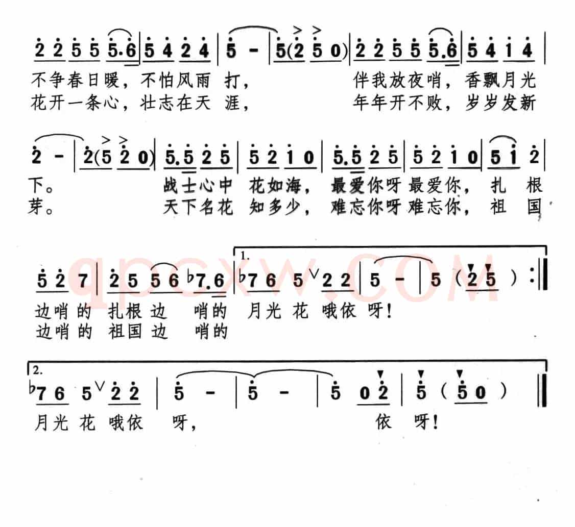边哨的月光花