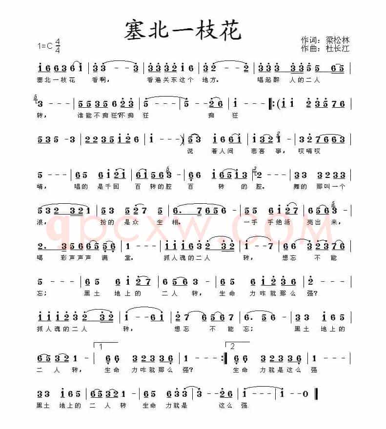 塞北一枝花