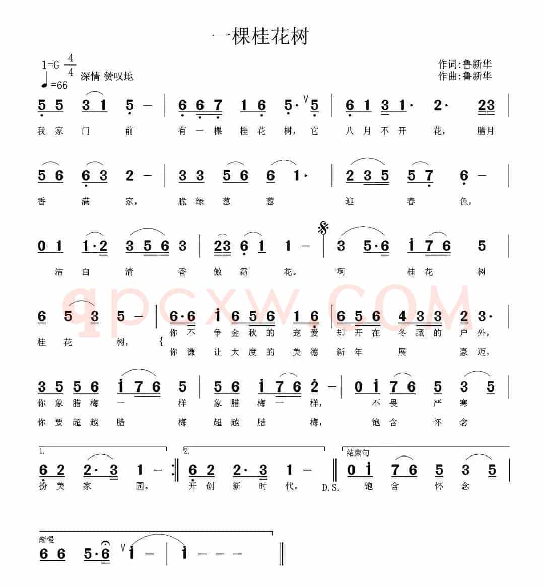 一棵桂花树