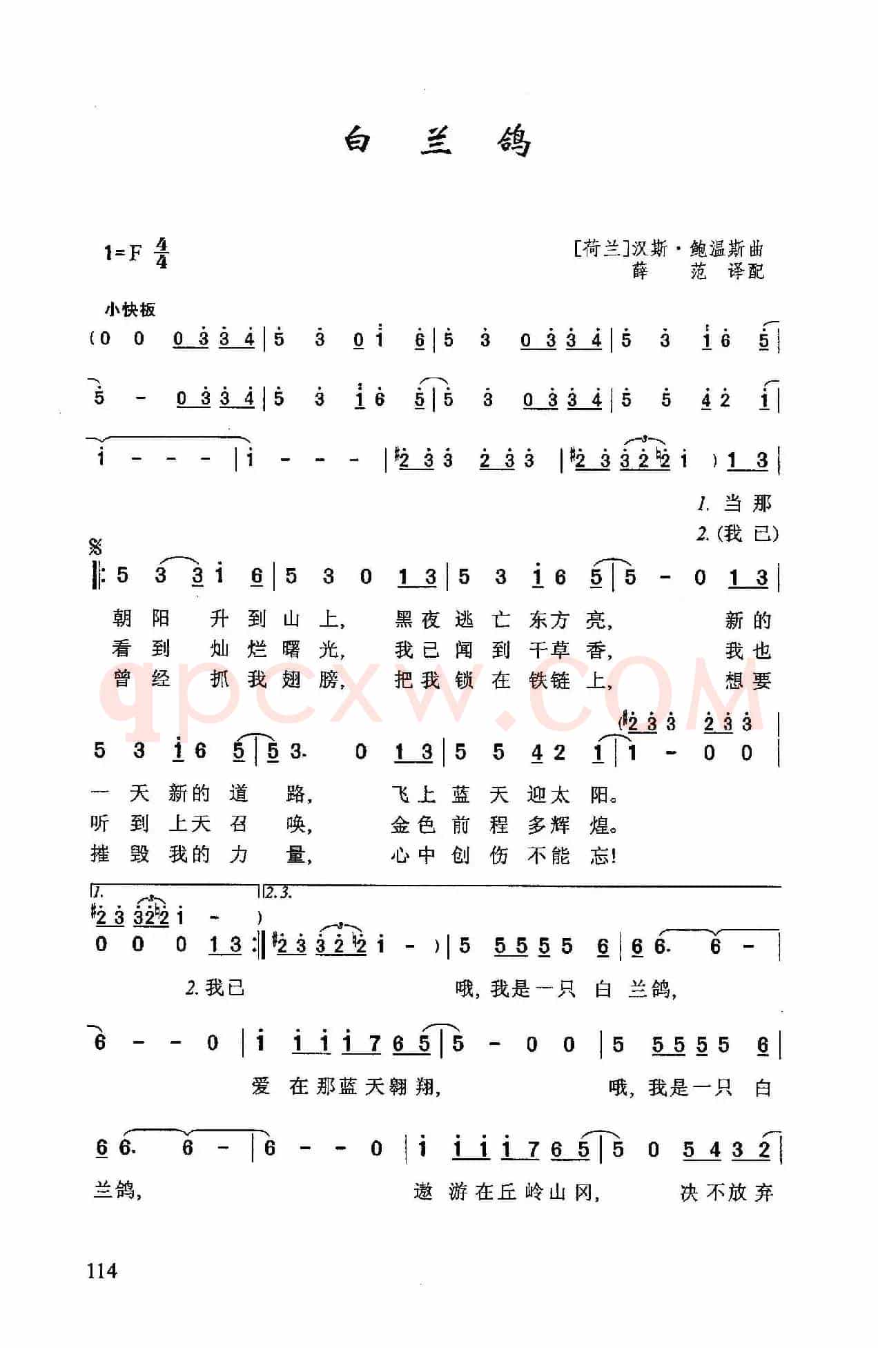 白兰鸽