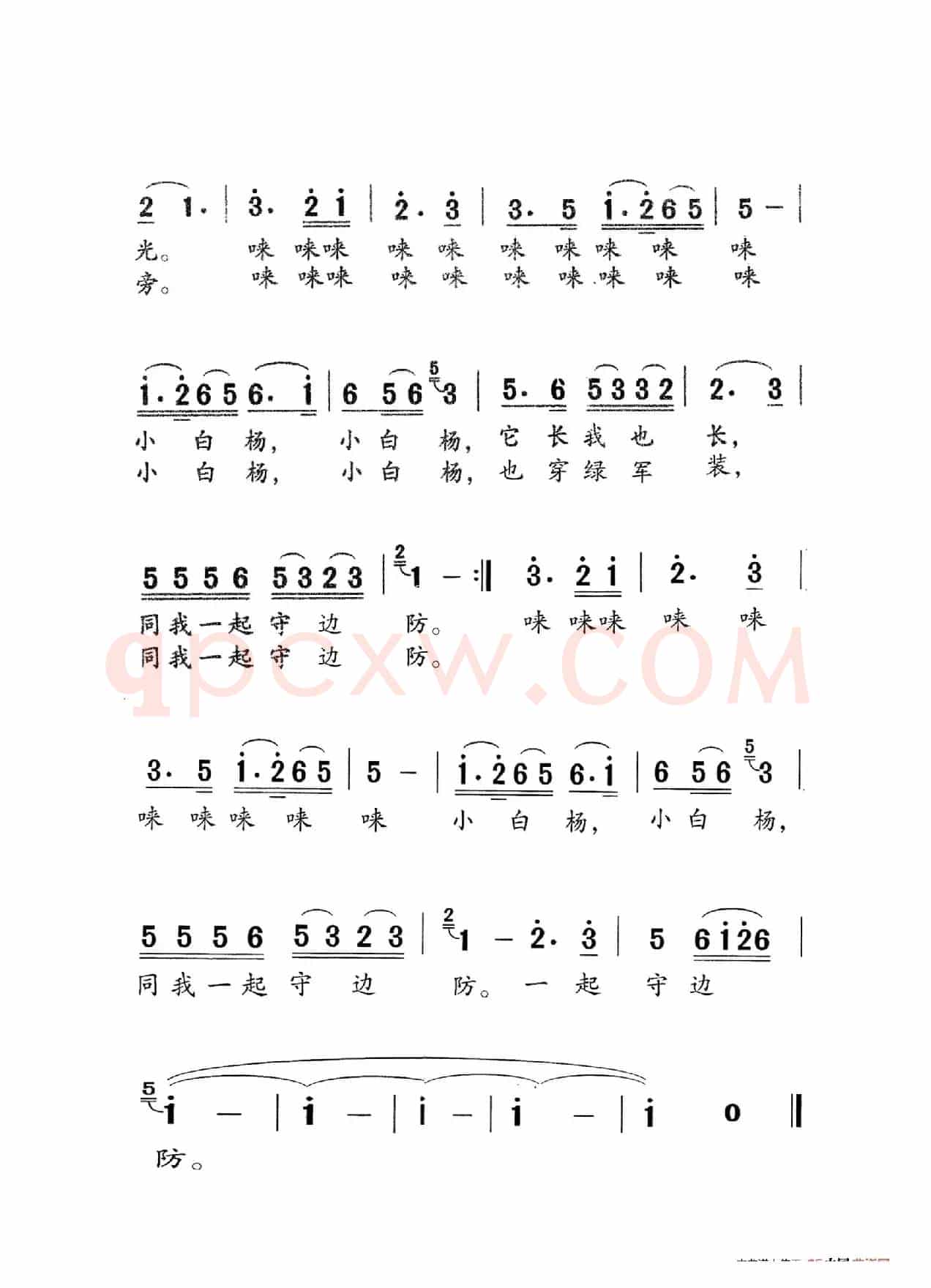 小白杨（老人适用）