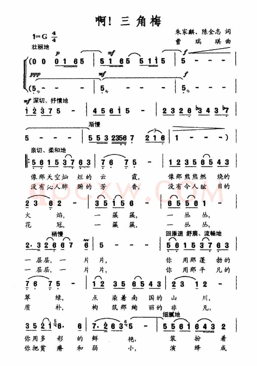 啊！三角梅