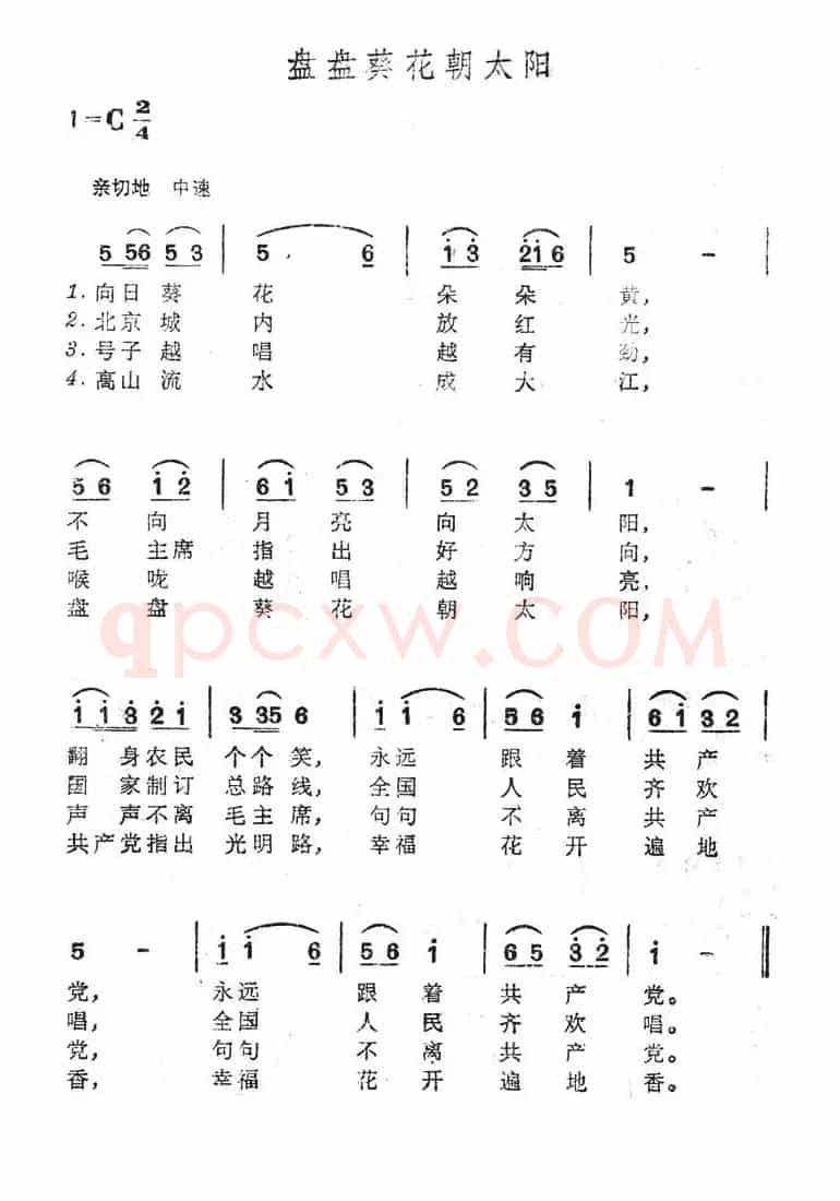 盘盘葵花朝太阳