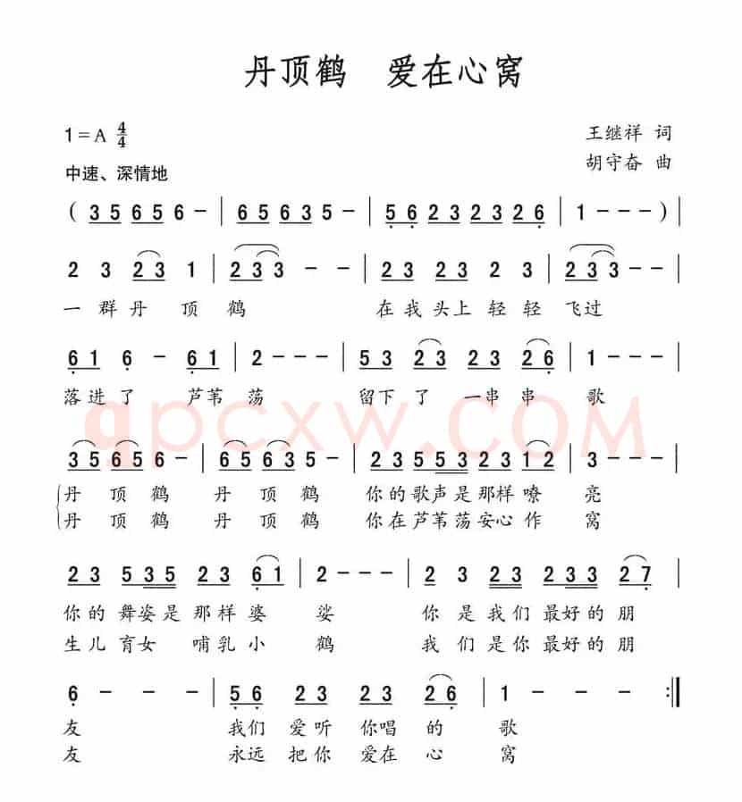 丹顶鹤 爱在心窝