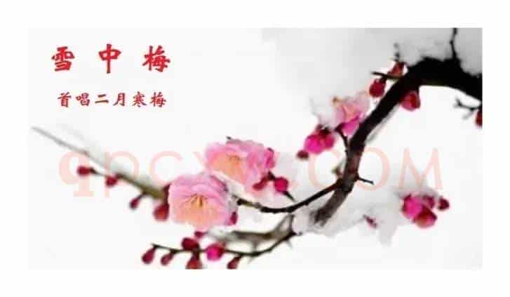 雪中梅