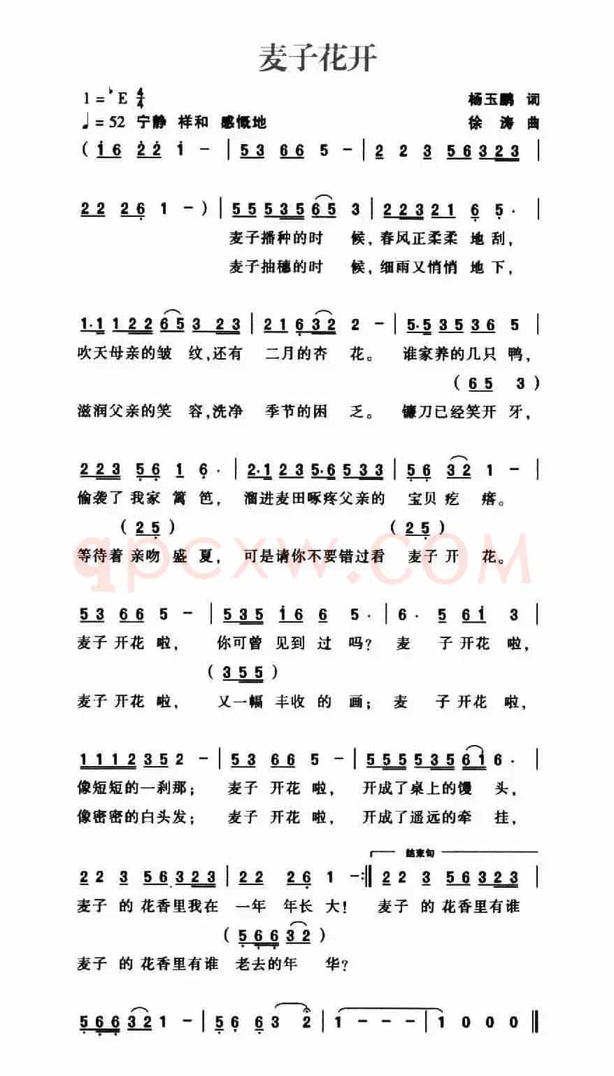 麦子花开