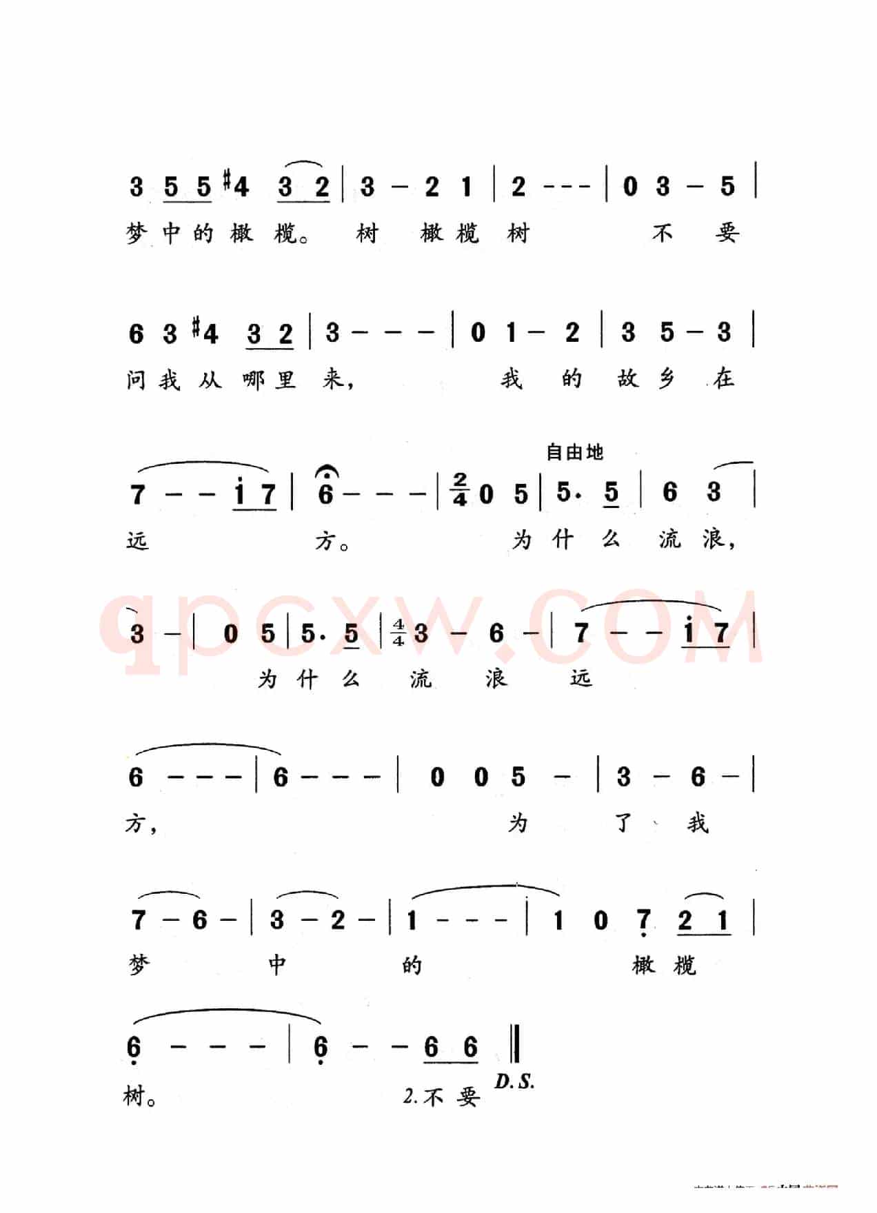 橄榄树（老人适用）