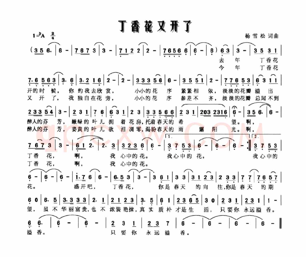 丁香花又开了