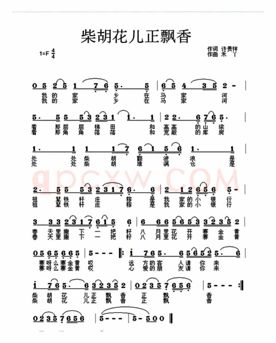 柴胡花儿正飘香