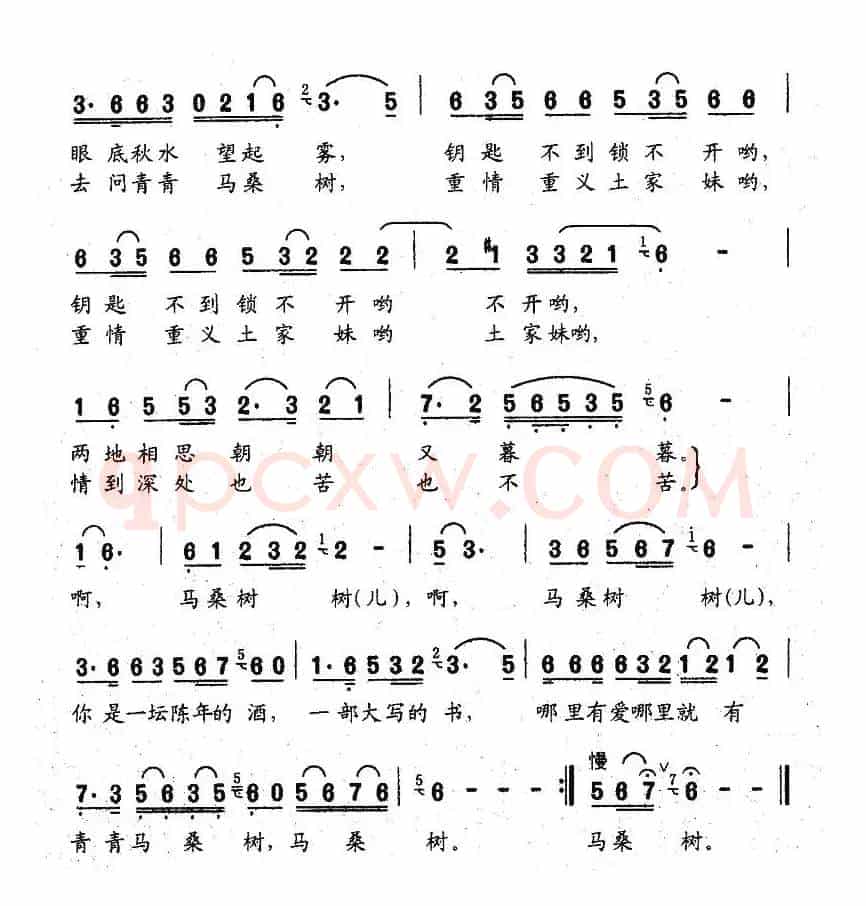 青青马桑树