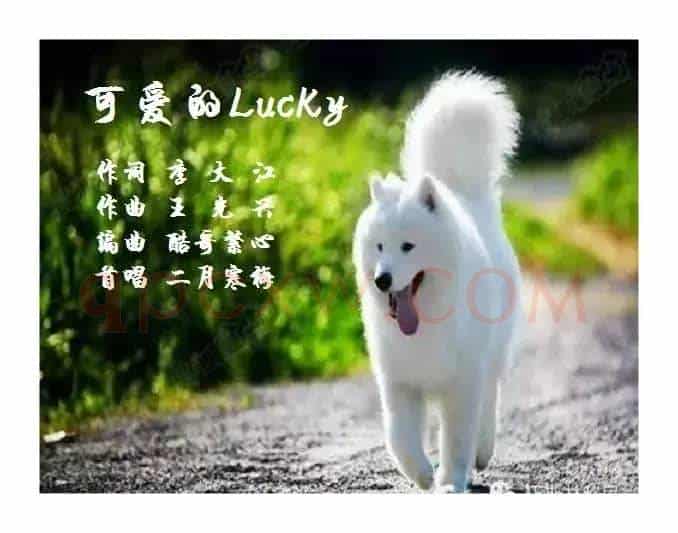 可爱的Lucky