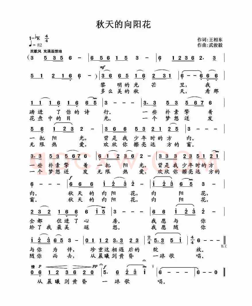 秋天的太阳花
