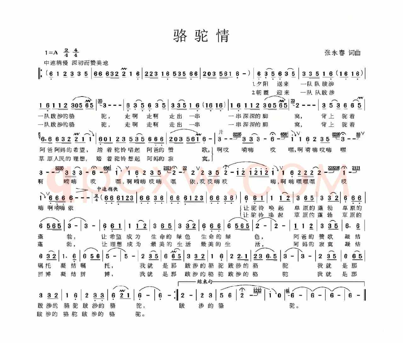 骆驼情