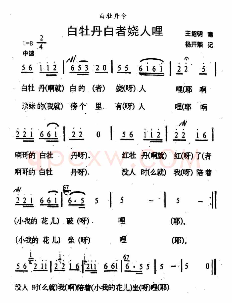 白牡丹白者娆人哩（青海花儿·白牡丹令）