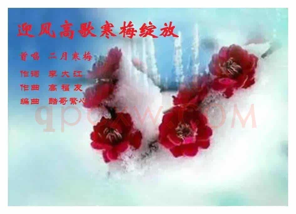 迎风高歌寒梅绽放