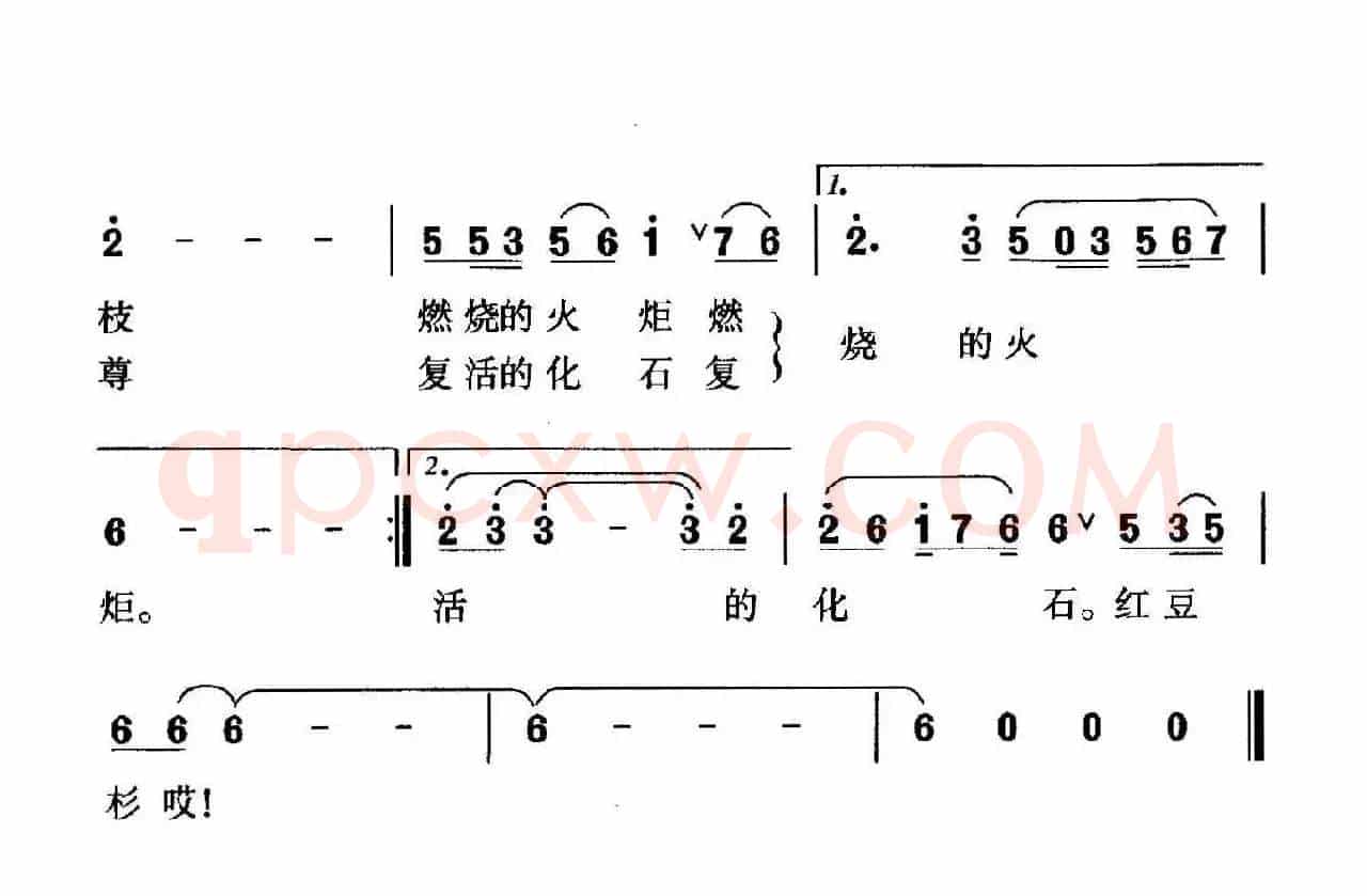 铜钹山上红豆杉
