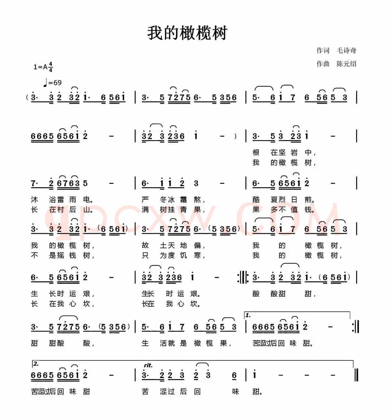 我的橄榄树