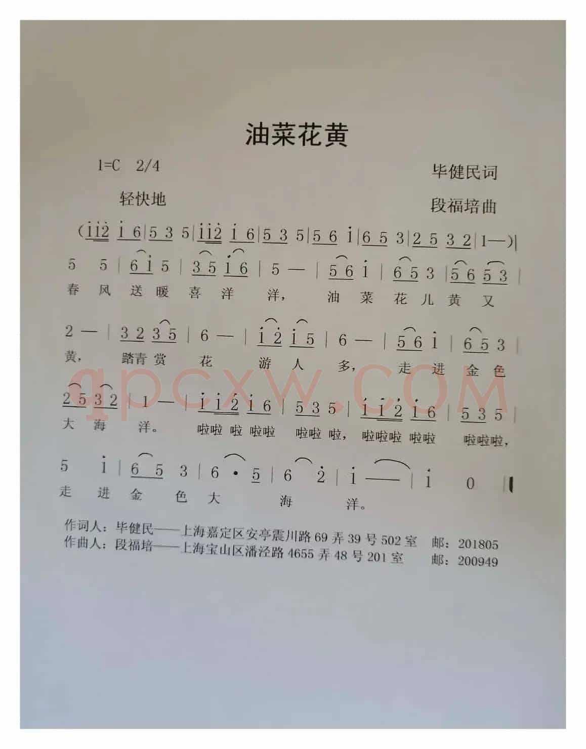油菜花黄