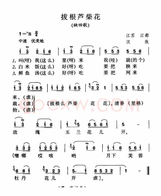 拔根芦柴花