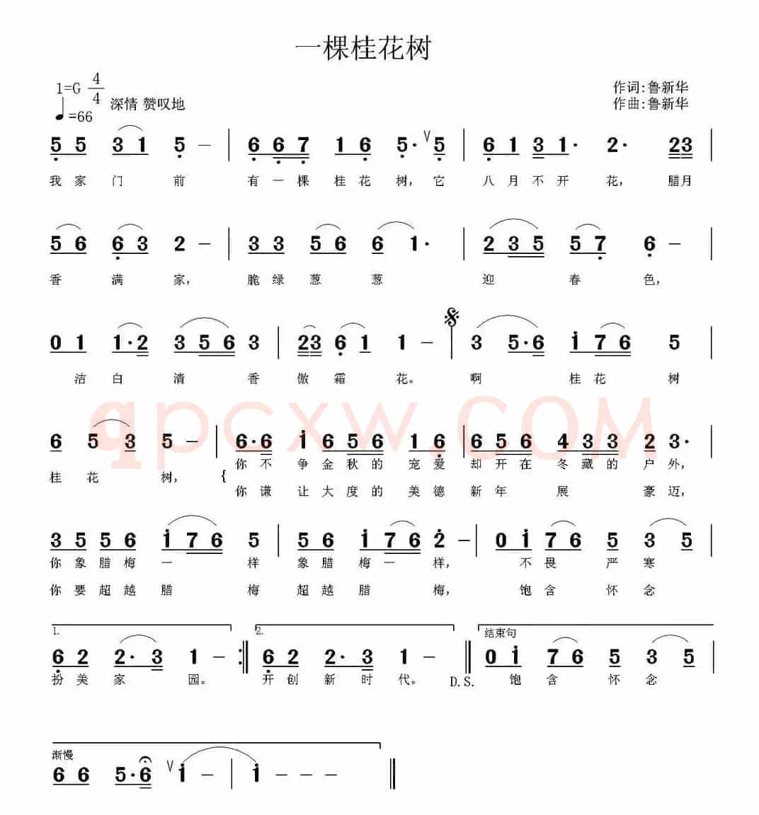 一棵桂花树