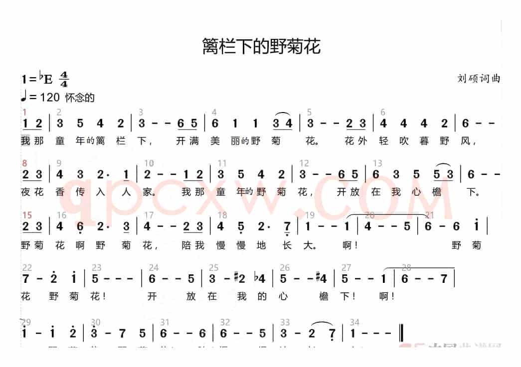 篱栏下的野菊花