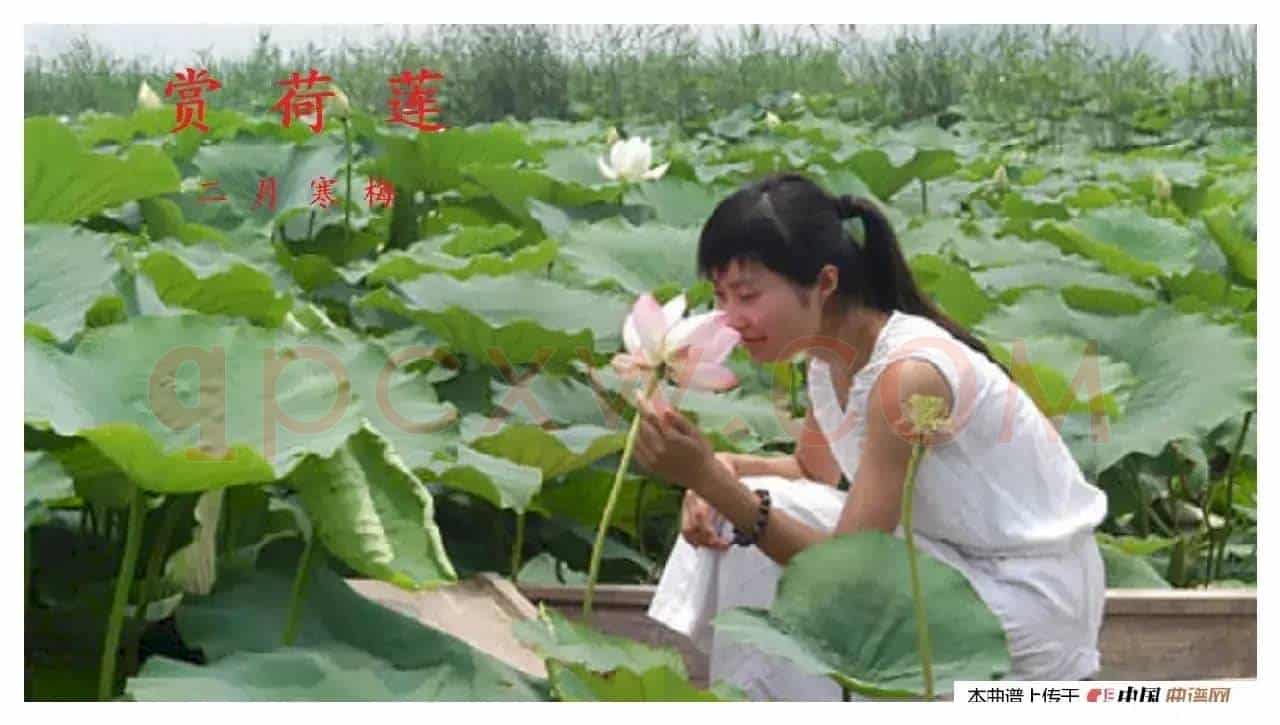 赏荷莲