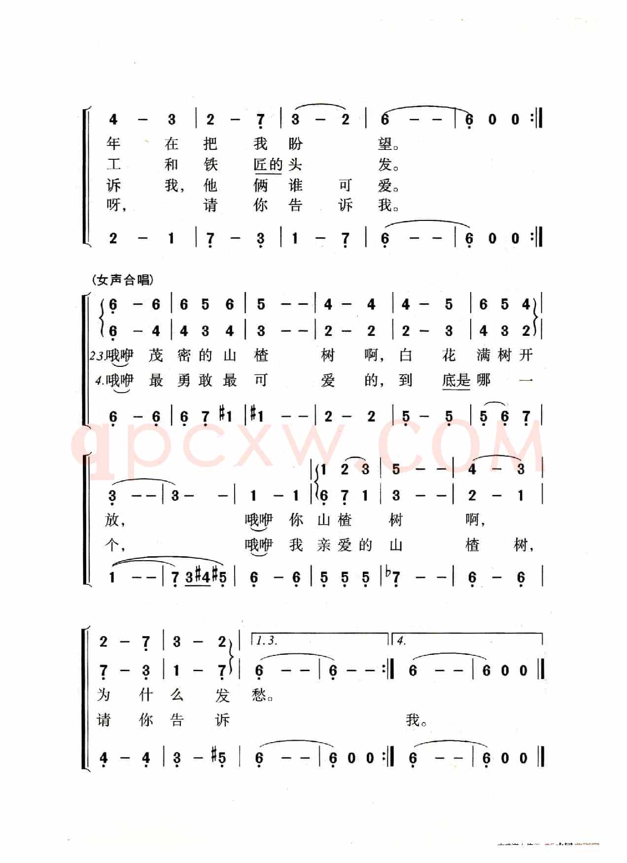 山楂树（老人适用）