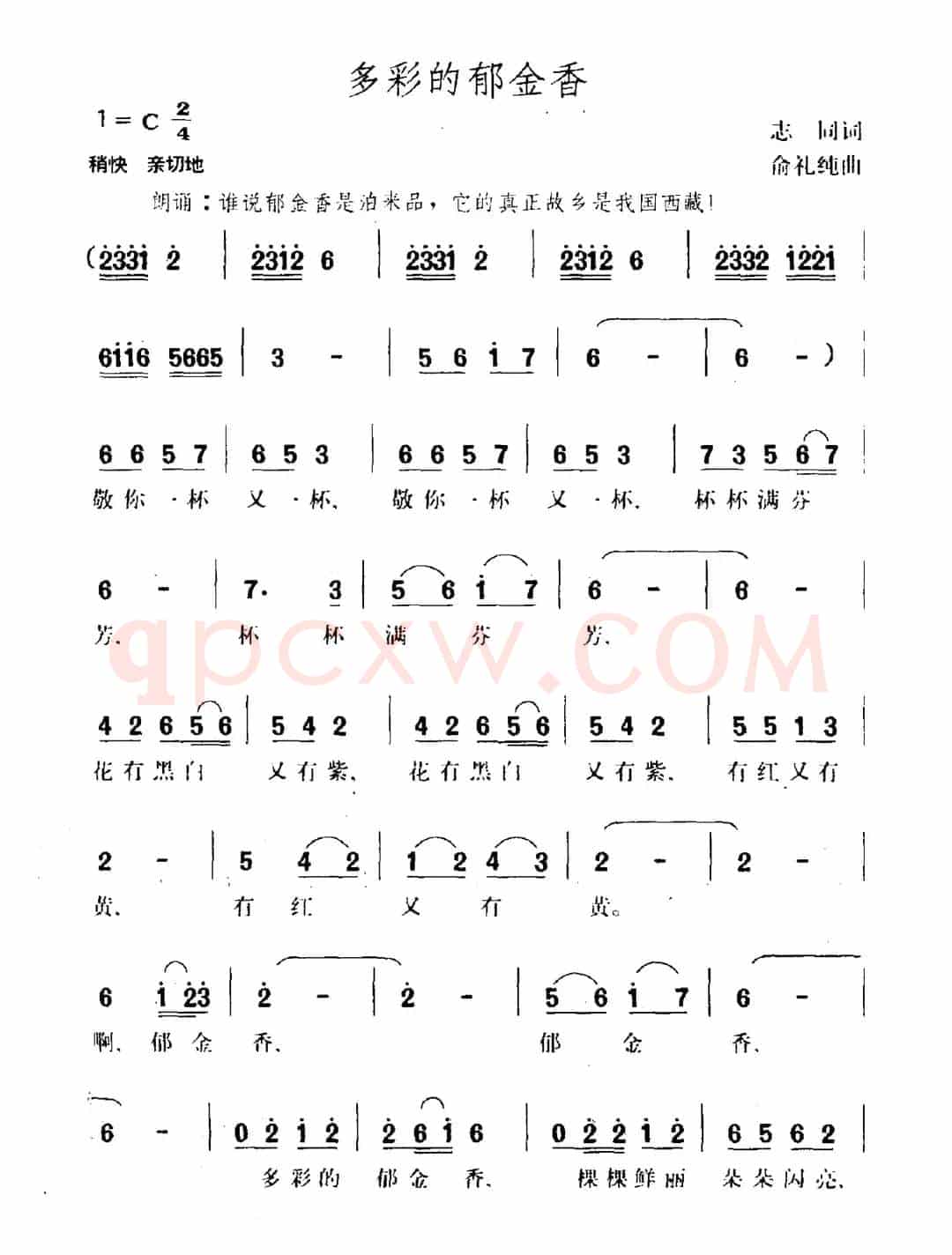 多彩的郁金香