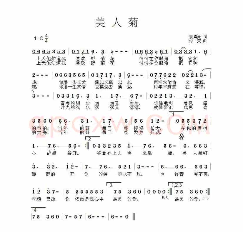 美人菊