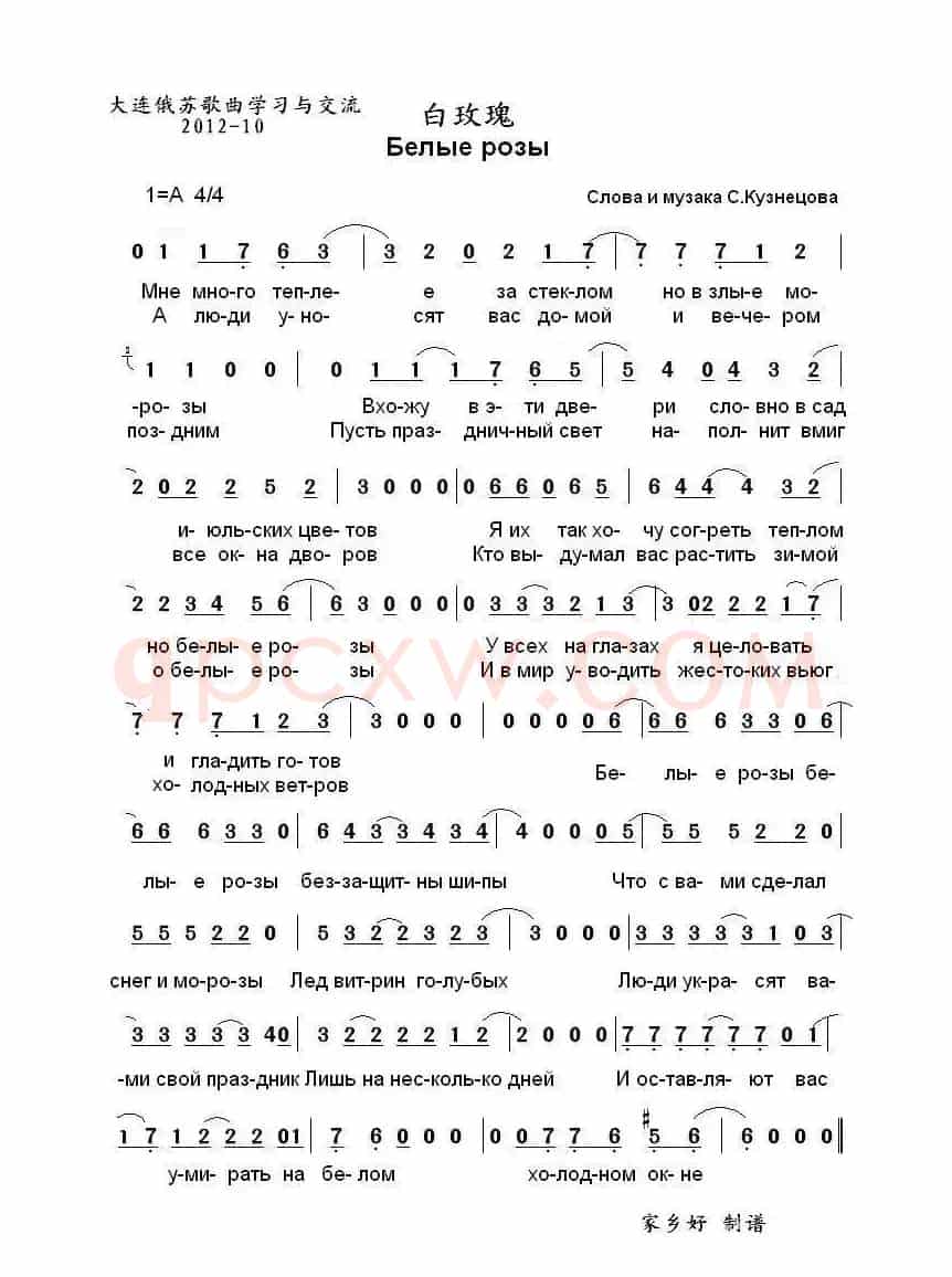 白玫瑰 Белые розы  （中俄简谱）