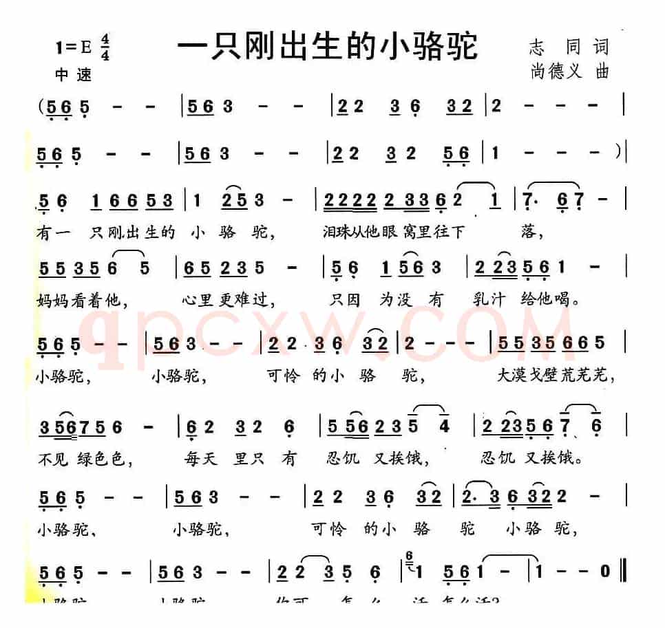 一只刚出生的小骆驼