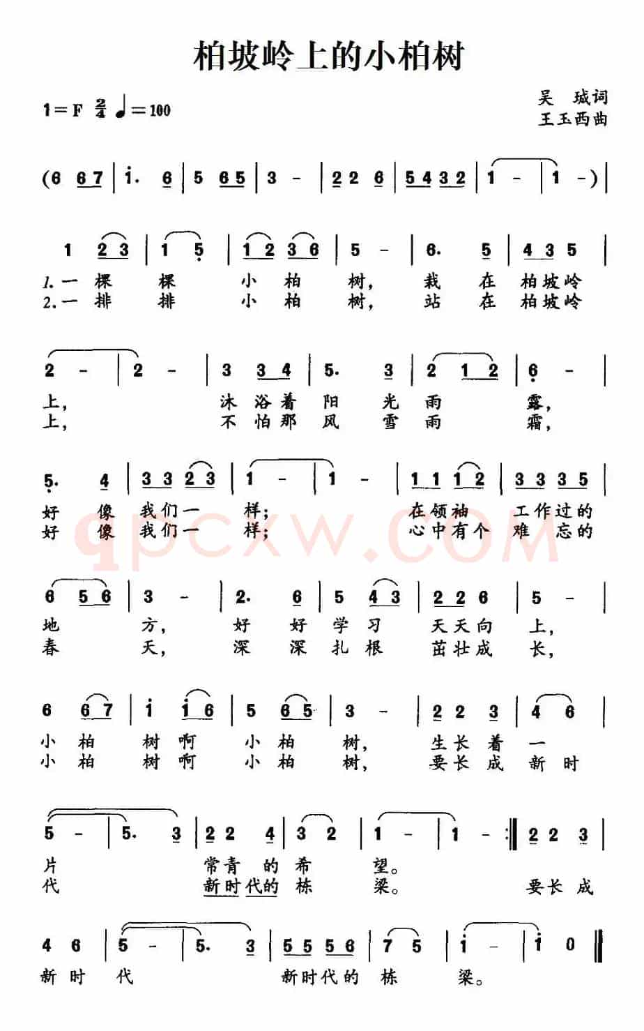 柏坡岭上的小柏树