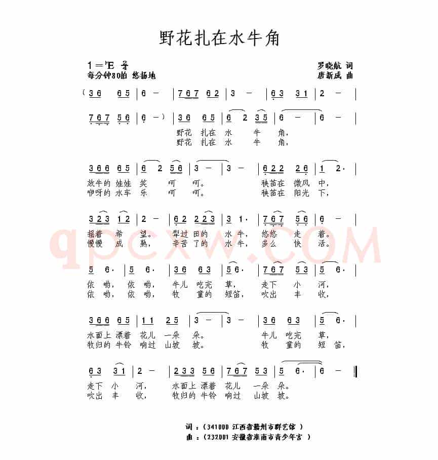野花扎在水牛角